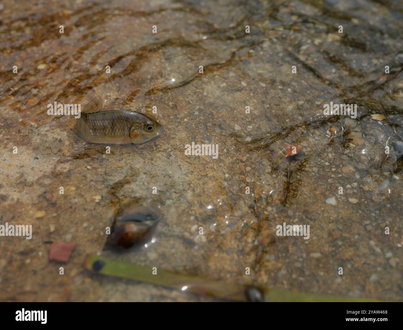 Blackchin tilapia fish in clear flowing water, Alien species of fish in Thailand Stock Photo
