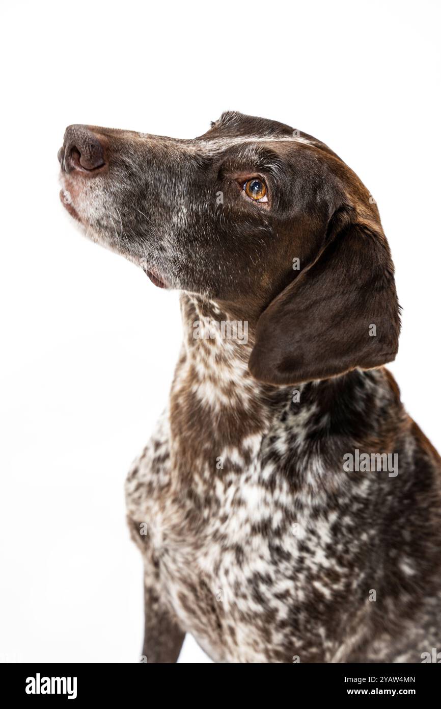 German shorthaired pointer, portrait of the head. A beautiful brown dog looks up and to the left. Portrait of a dog's head on a white background. Stock Photo
