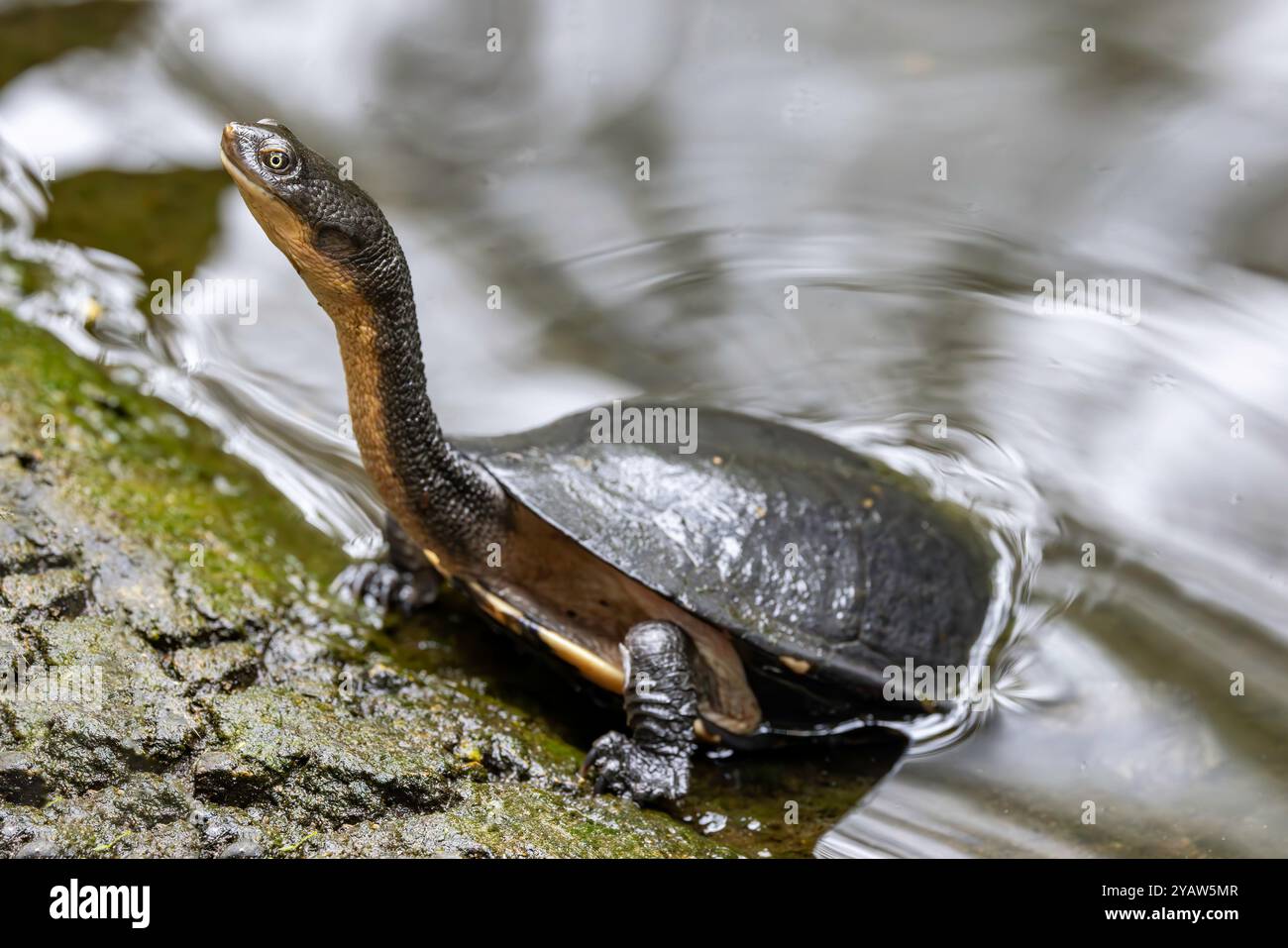 Eastern snake necked turtle hi-res stock photography and images - Alamy