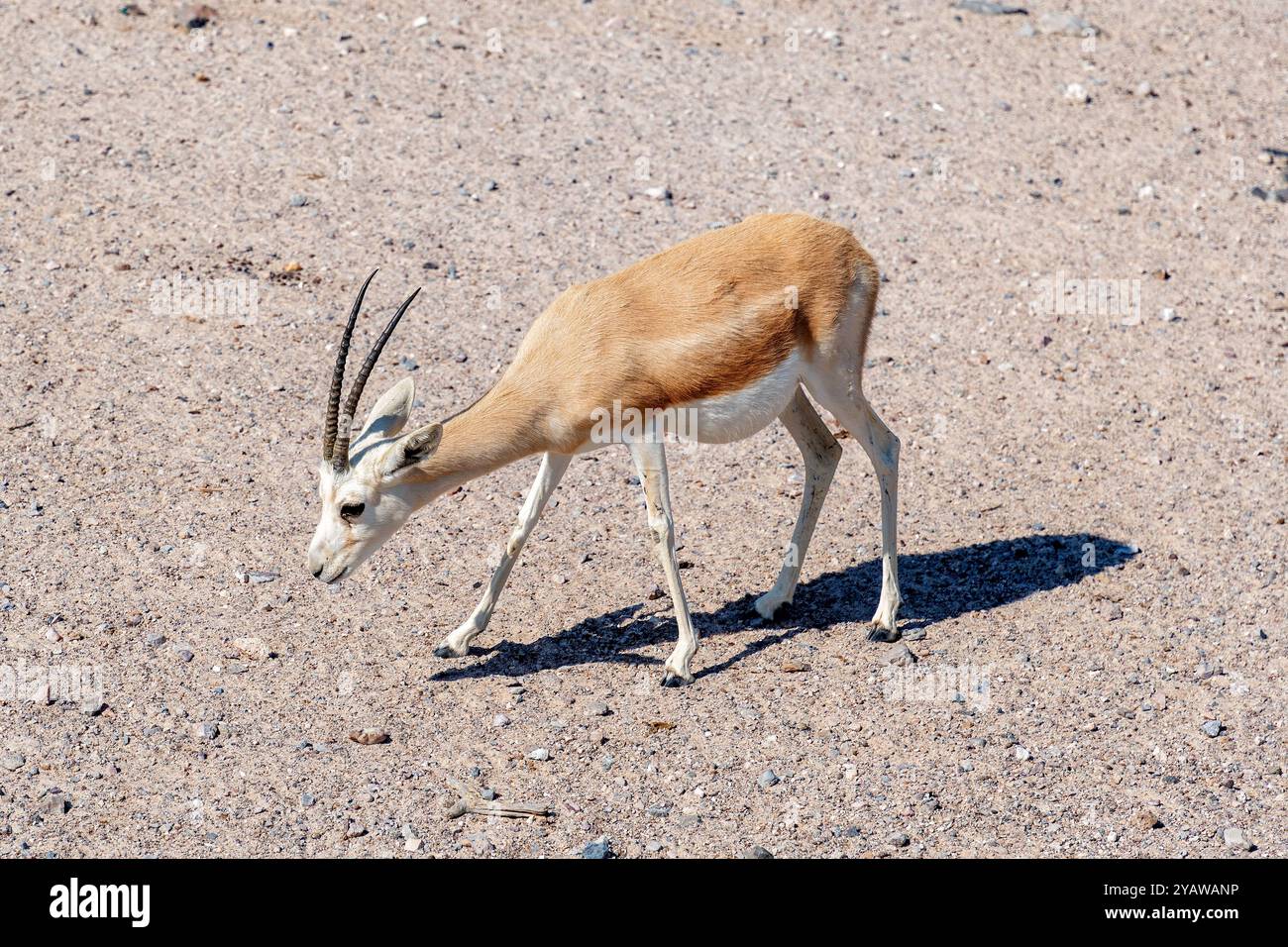 Arabian Sand Gazelle walks through the desert, it has long legs and ...