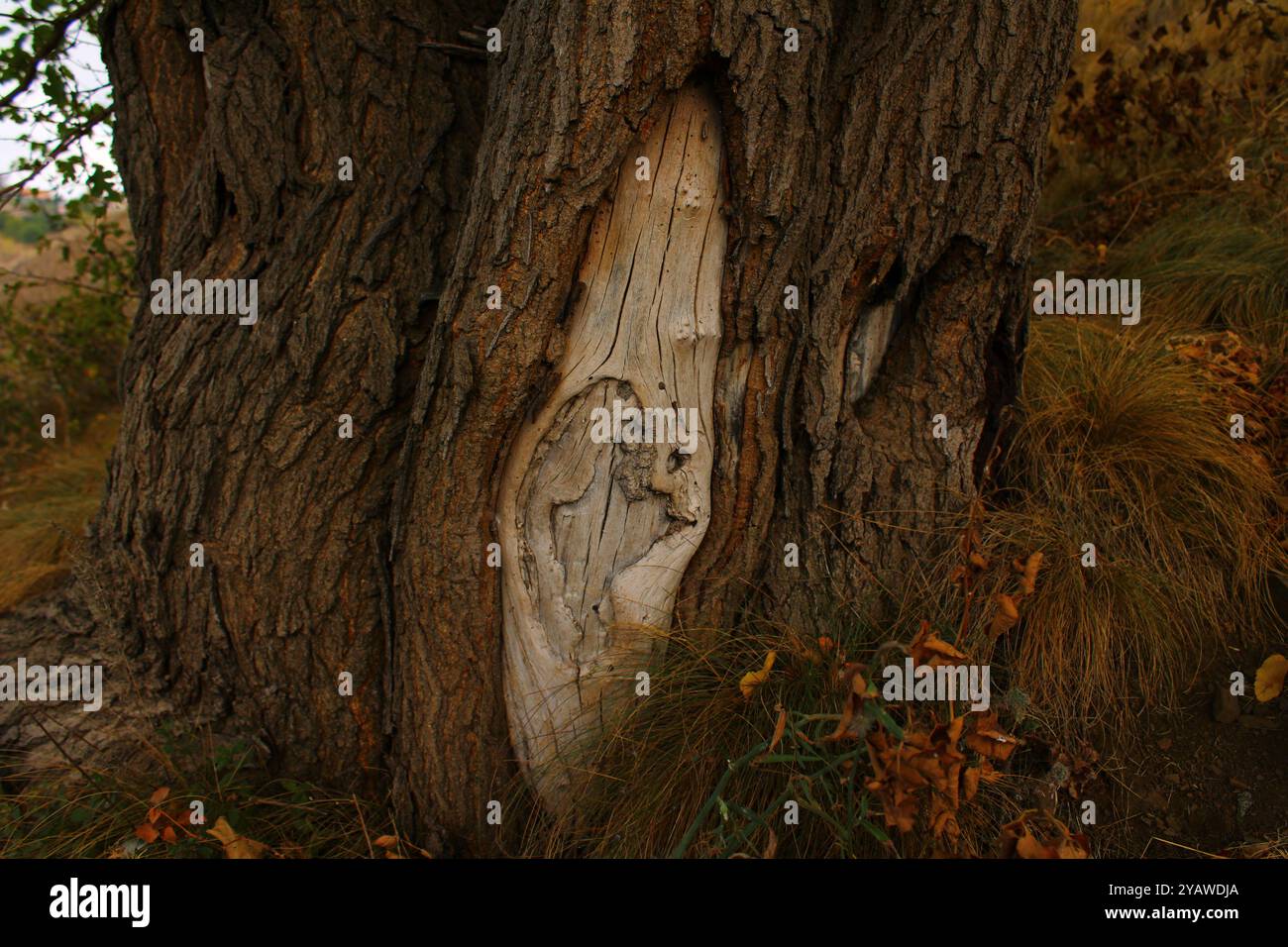 Tree with a unique pattern on its trunk. Stock Photo