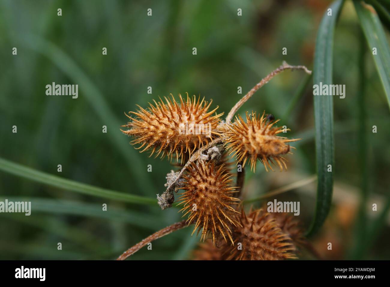 The oval spiky seed of the plant has an elongated shape, resembling a small egg covered with short but sharp spines. Stock Photo