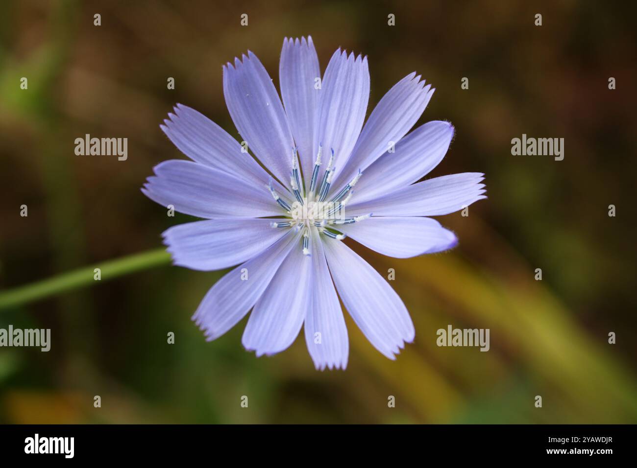 The blue flower radiates tenderness and tranquility, drawing attention ...