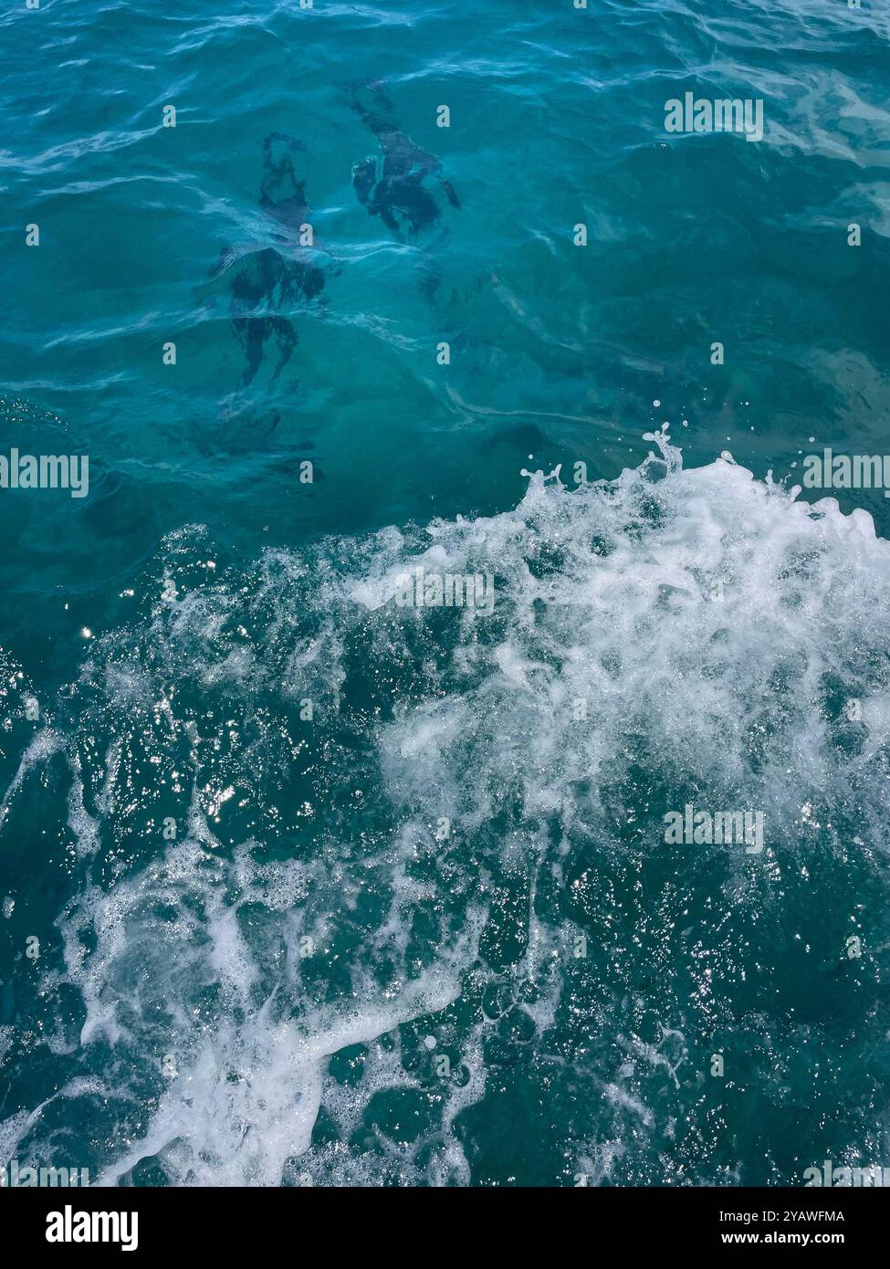 Dolphins off the coast of the Big Island of Hawai'i - Smartphone Captured Stock Image