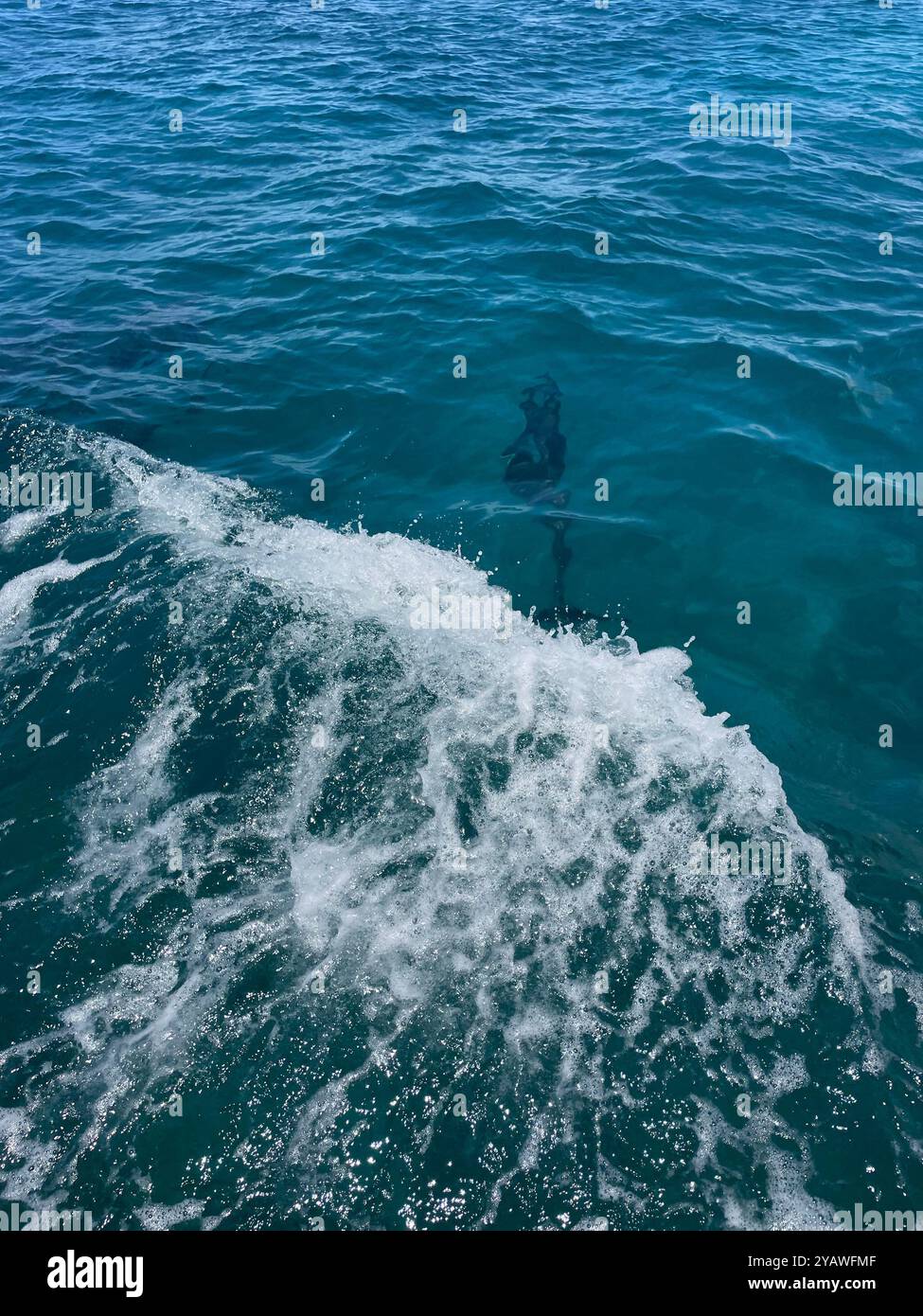 Dolphins off the coast of the Big Island of Hawai'i - Smartphone Captured Stock Image