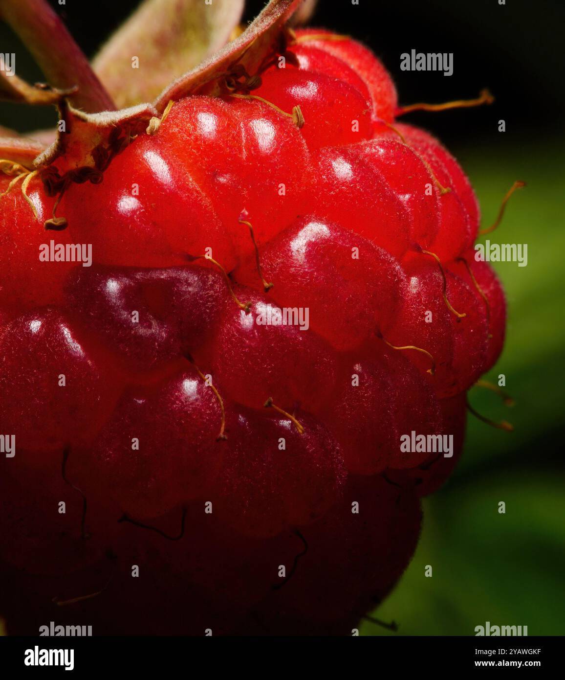 Yagoda Raspberry yagoda maliny krupnym planom 27 / 5 000 raspberry berry close up Stock ...