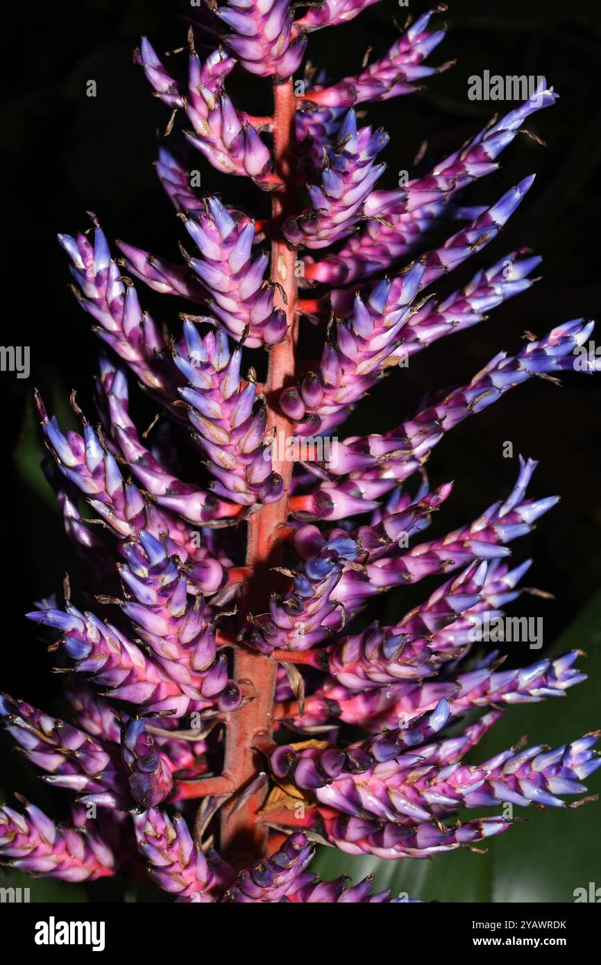 Fendler s Aechmea Aechmea Fendleri Blue And Red Bromeliad Flower Fendler s Aechmea Aechmea Fendleri Blue And Red Bromeliad Flower