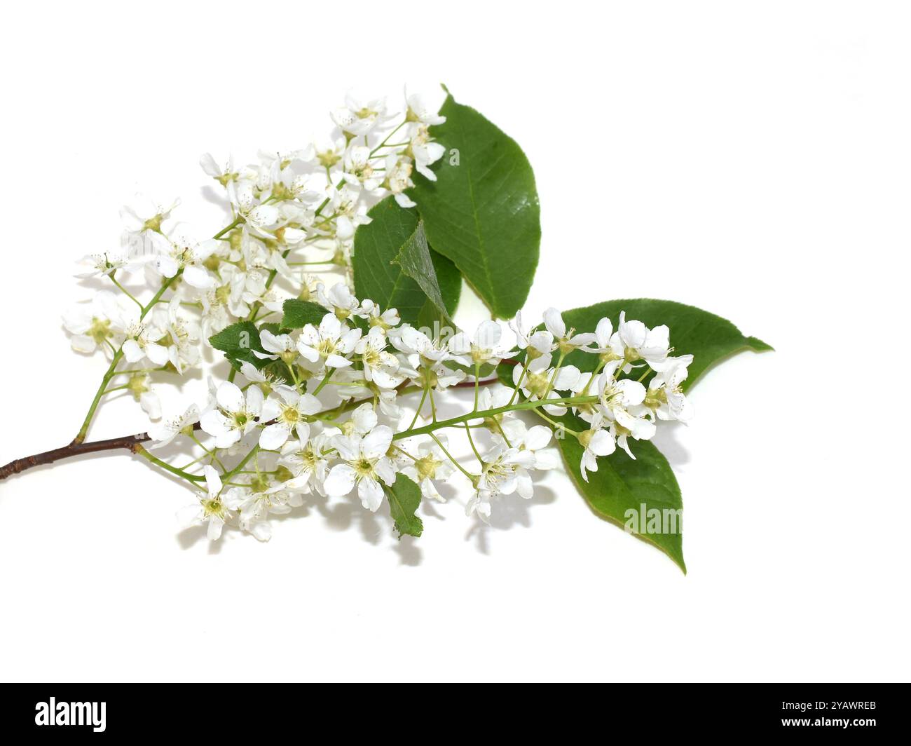 Close up on bird cherry tree Prunus padus white flowers isolated Stock Photo