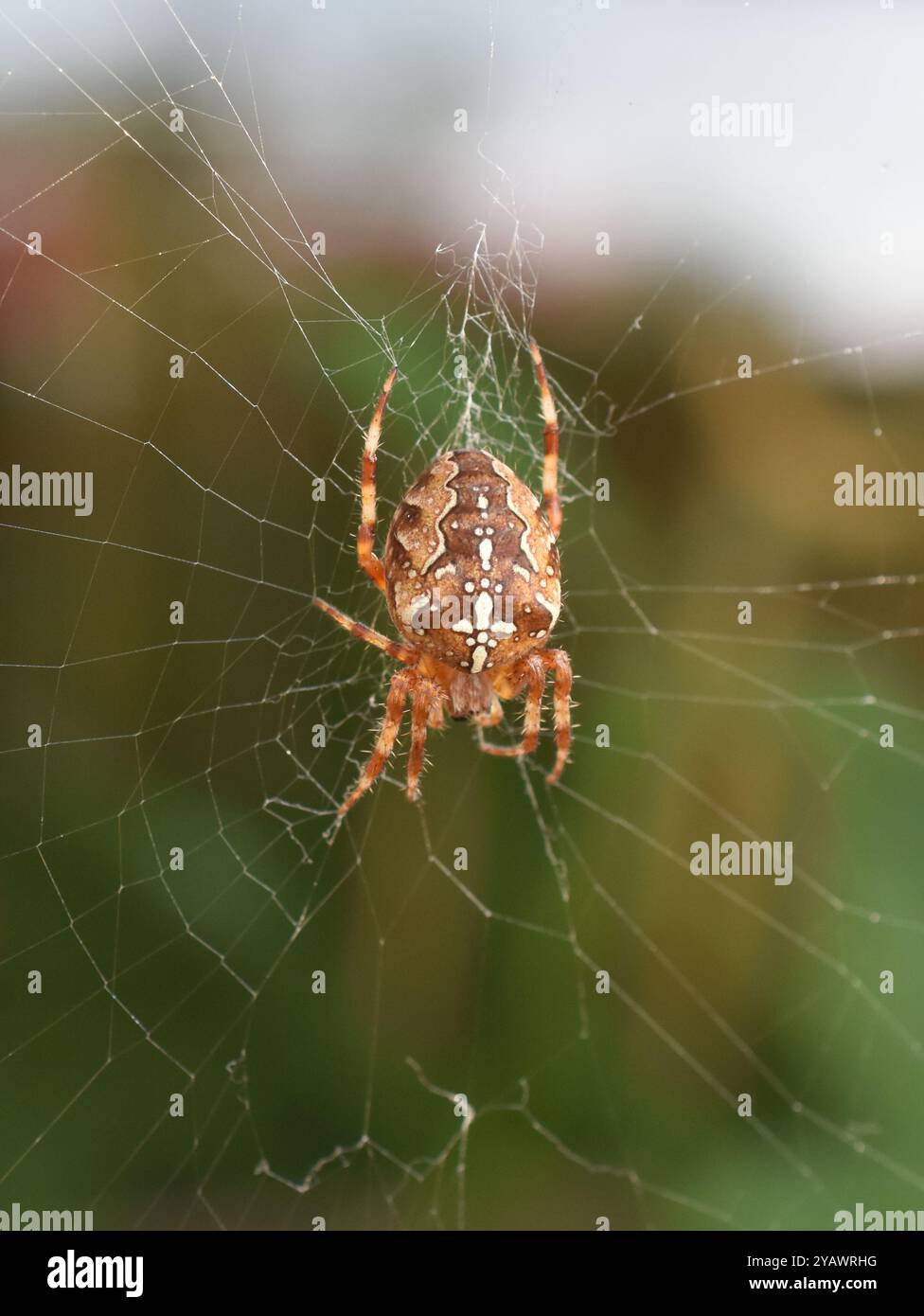 European garden spider Araneus diadematus in its web Stock Photo - Alamy