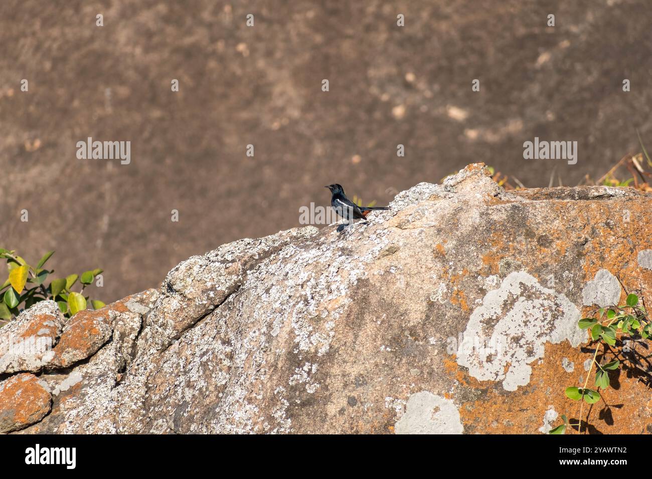 A solitary Indian Robin is pictured sitting atop a rugged stone surface, surrounded by sparse vegetation under the bright daylight at Shravanabelagola Stock Photo