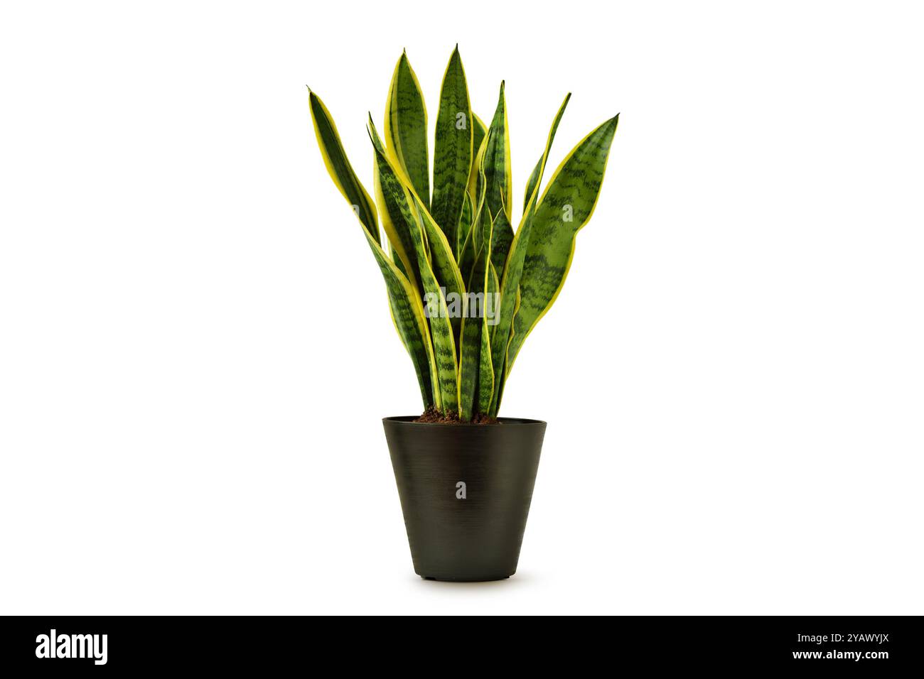 Dracena hi-res stock photography and images - Alamy