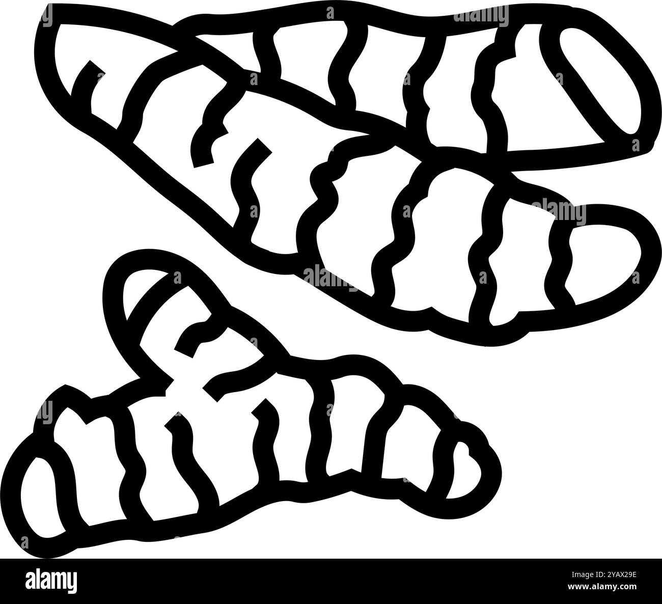 Turmeric plant illustration Black and White Stock Photos & Images - Alamy