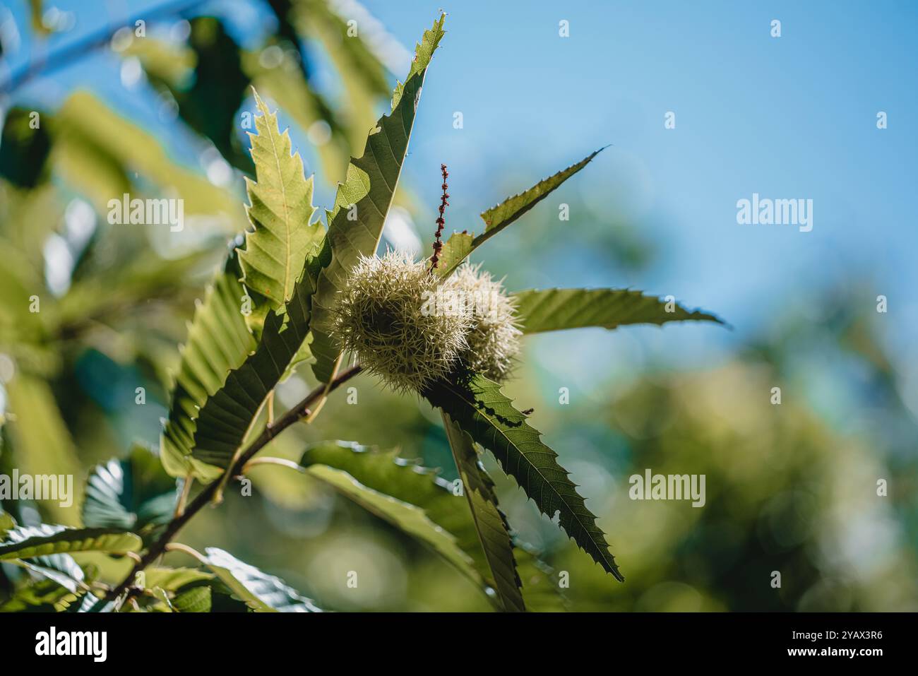 A detailed close-up of a ripe chestnut nestled inside its spiky shell ...