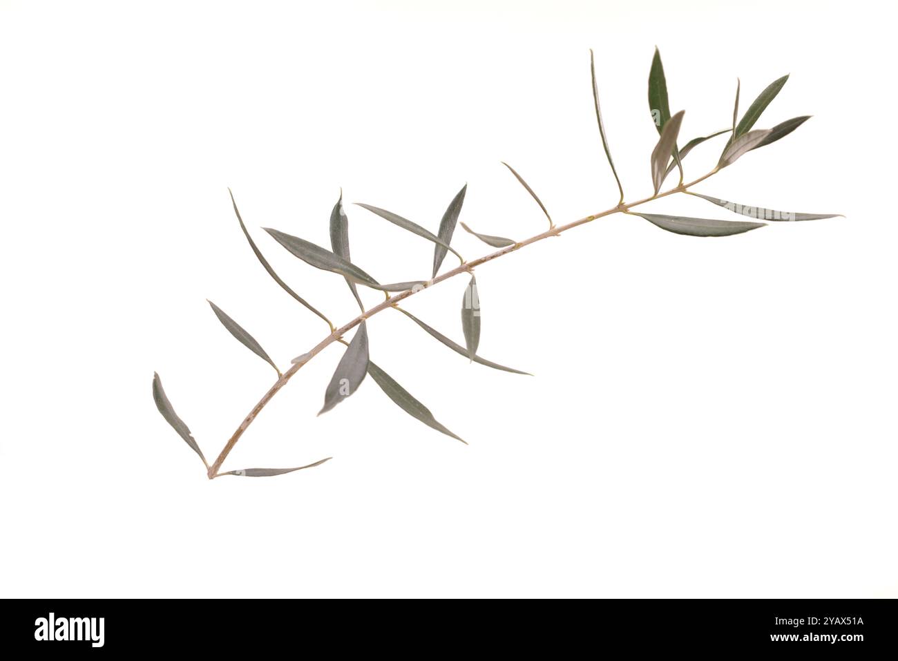 Studio shot of an olive tree branch isolated on white background Stock ...