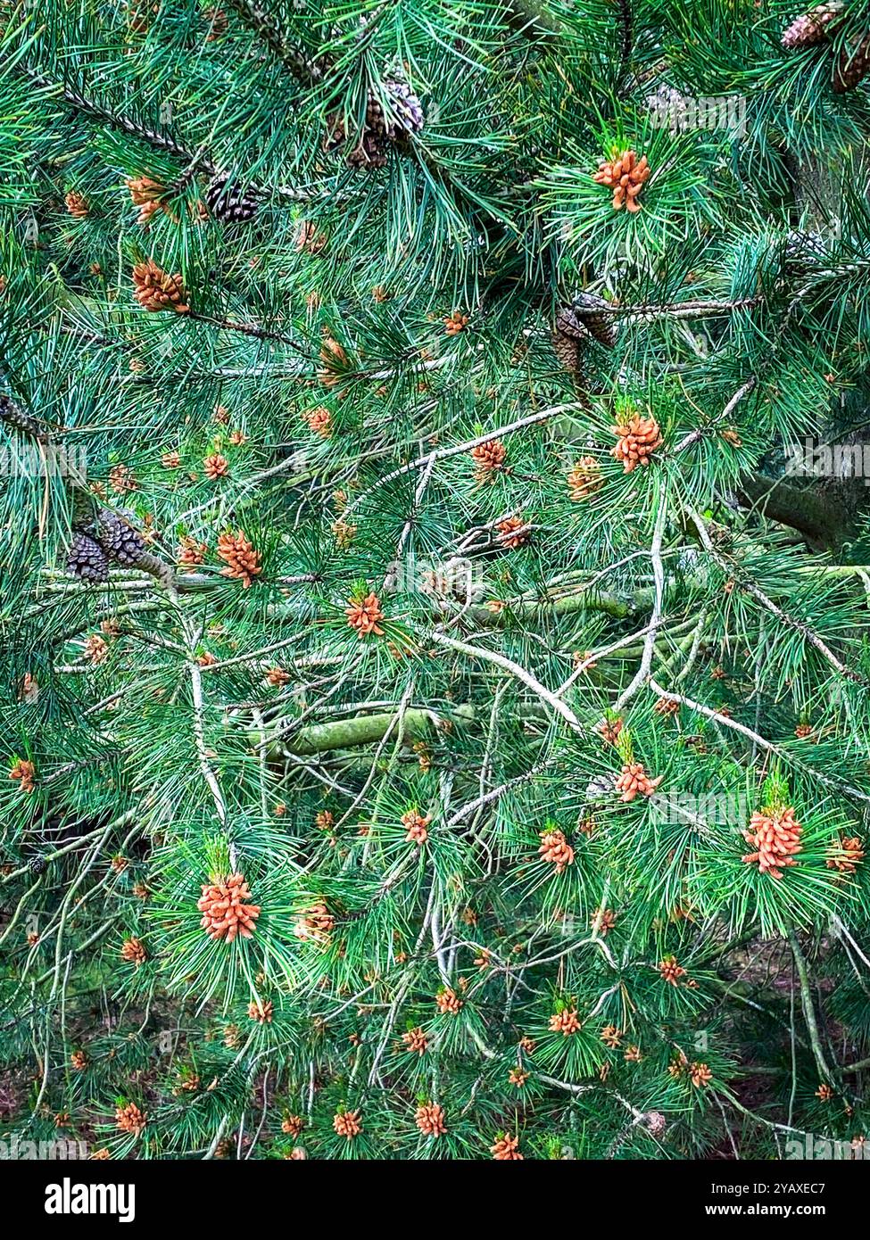 Fir tree branches full frame background texture. A mobile phone photo with some phone or tablet post processing. - Smartphone Captured Stock Image