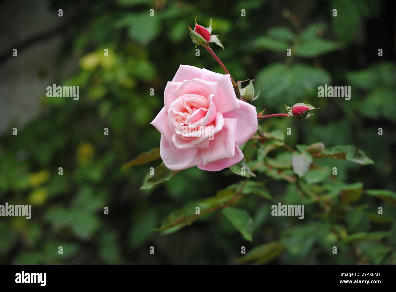 Beautiful rose with thorns hi-res stock photography and images - Alamy