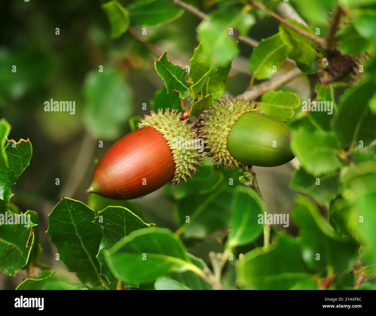 Autumn bounty acorns on hi-res stock photography and images - Alamy