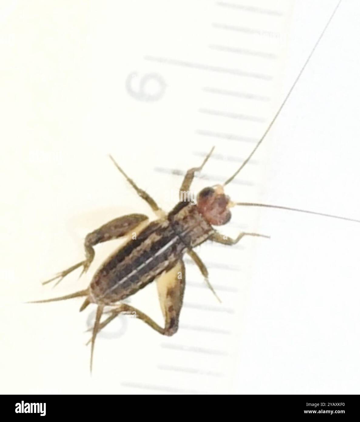 Robust Ground Crickets (Allonemobius) Insecta Stock Photo - Alamy