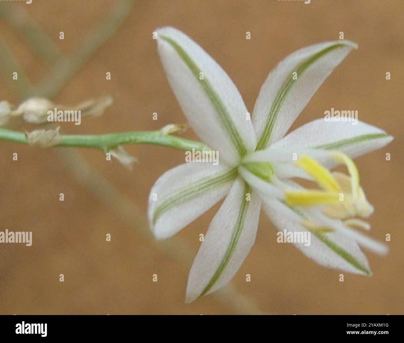 Grass Lilies (Chlorophytum) Plantae Stock Photo - Alamy