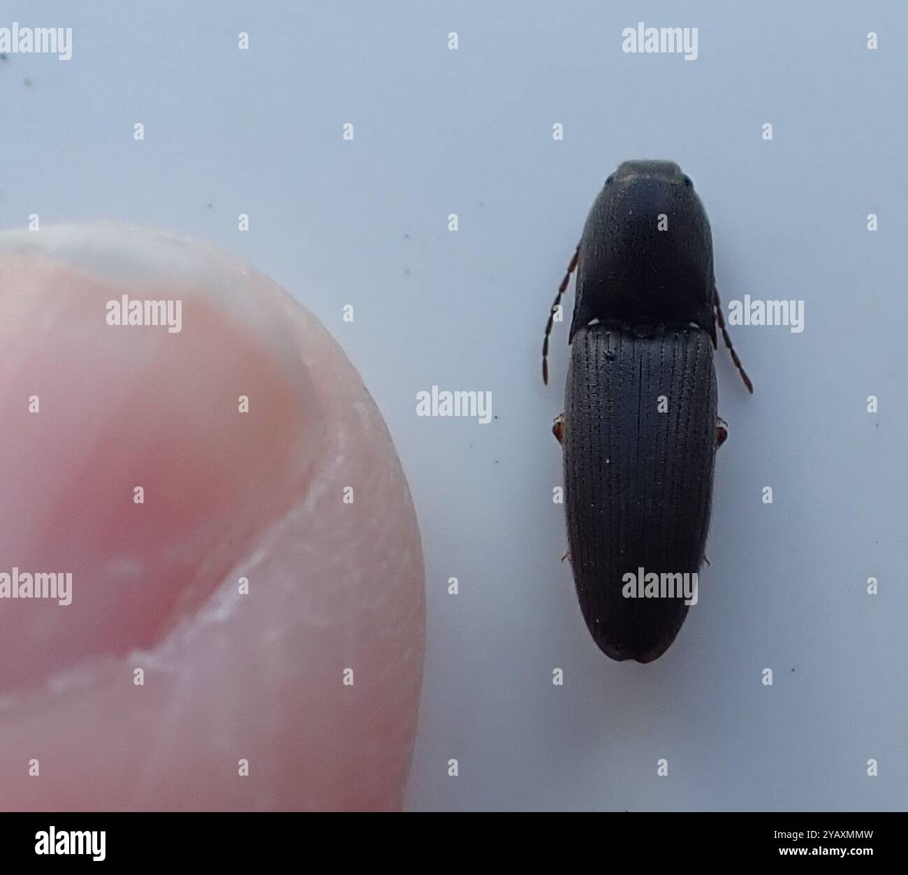 Monocrepidius hi-res stock photography and images - Alamy