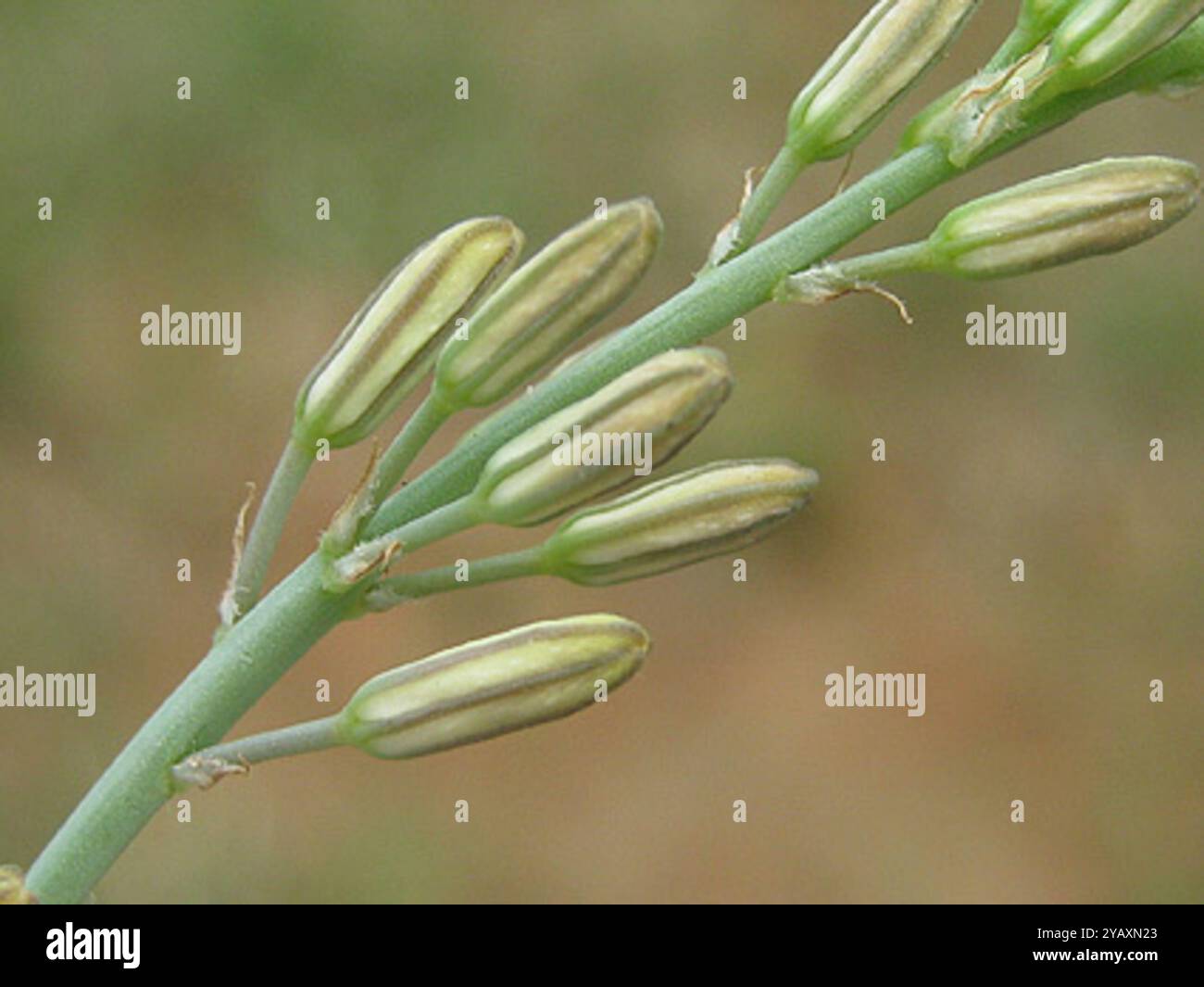 Grass Lilies (Chlorophytum) Plantae Stock Photo - Alamy
