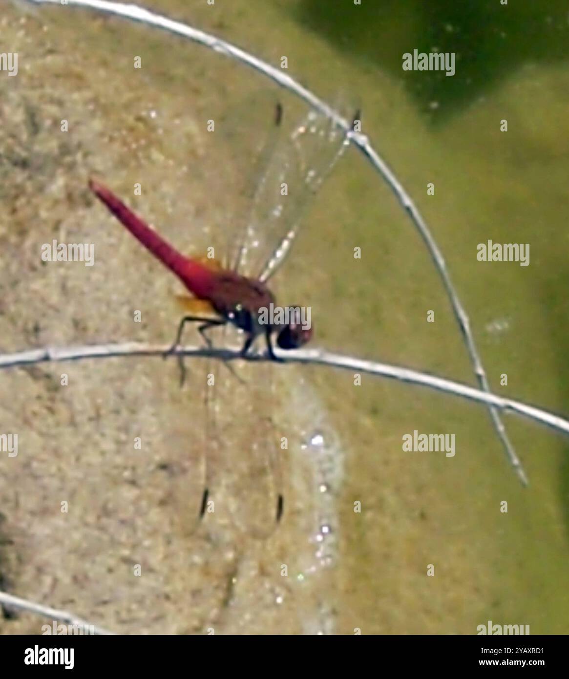Red Tail Insect Red-tailed Pennant (Brachymesia furcata) Insecta Stock Photo - Alamy