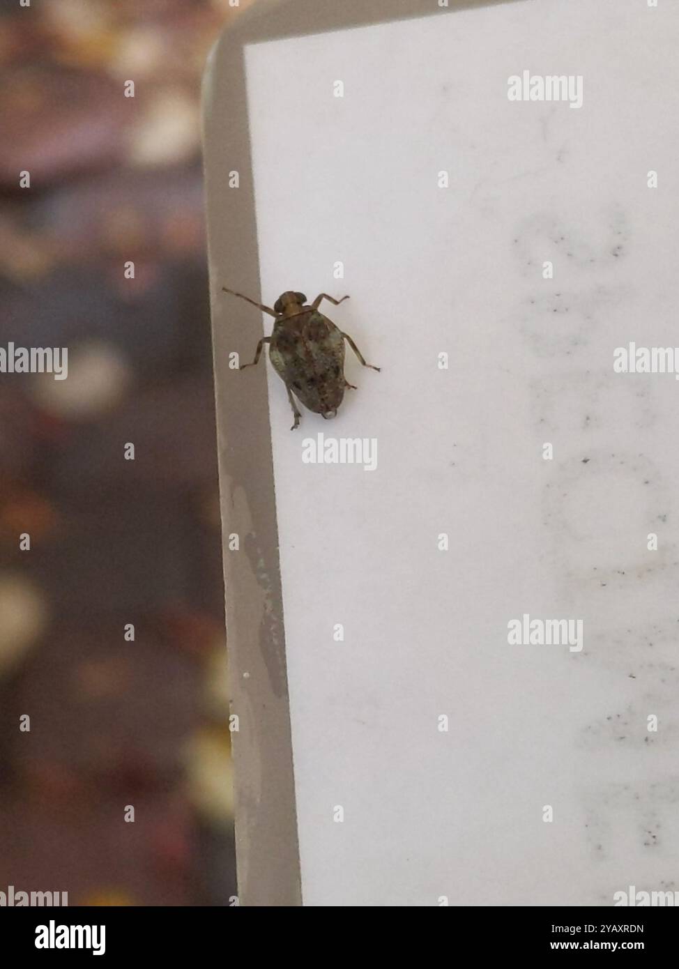 (Issus coleoptratus) Insecta Stock Photo - Alamy