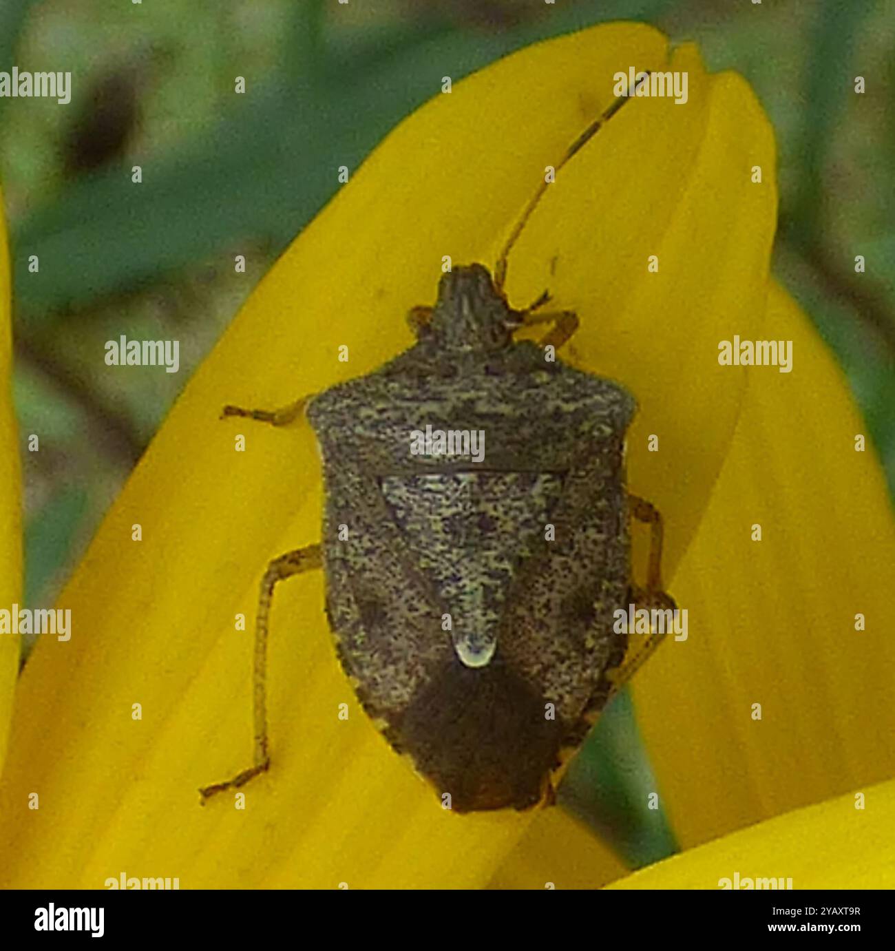 Brown Stink Bugs (Euschistus) Insecta Stock Photo - Alamy