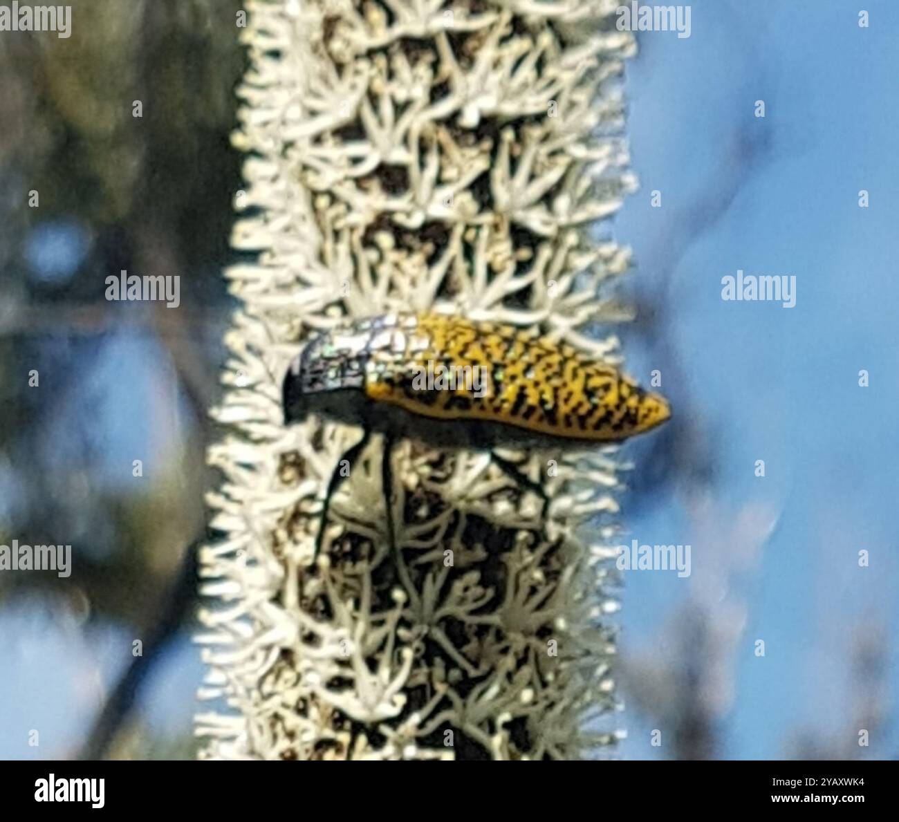 オーストラリアのタマムシ Stigmodera roei Stigmodera – Ausemade