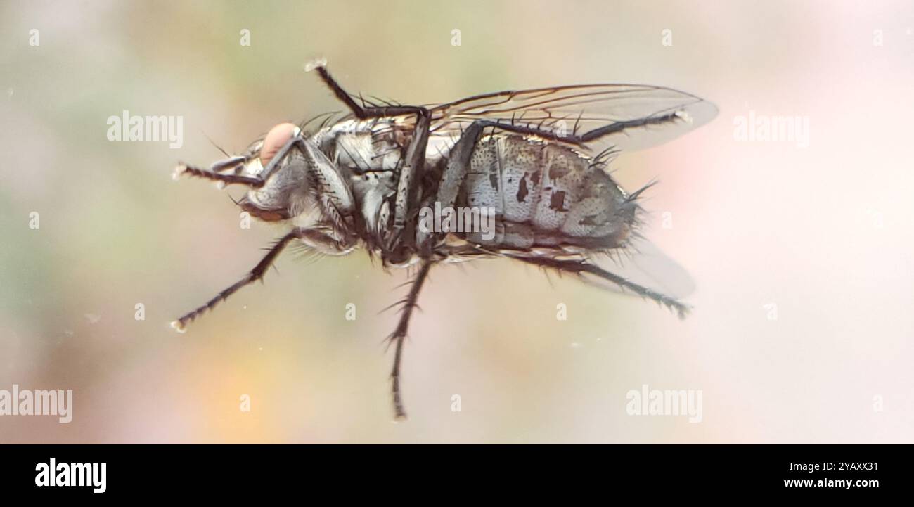 Bot Flies, Blow Flies, and Allies (Oestroidea) Insecta Stock Photo - Alamy