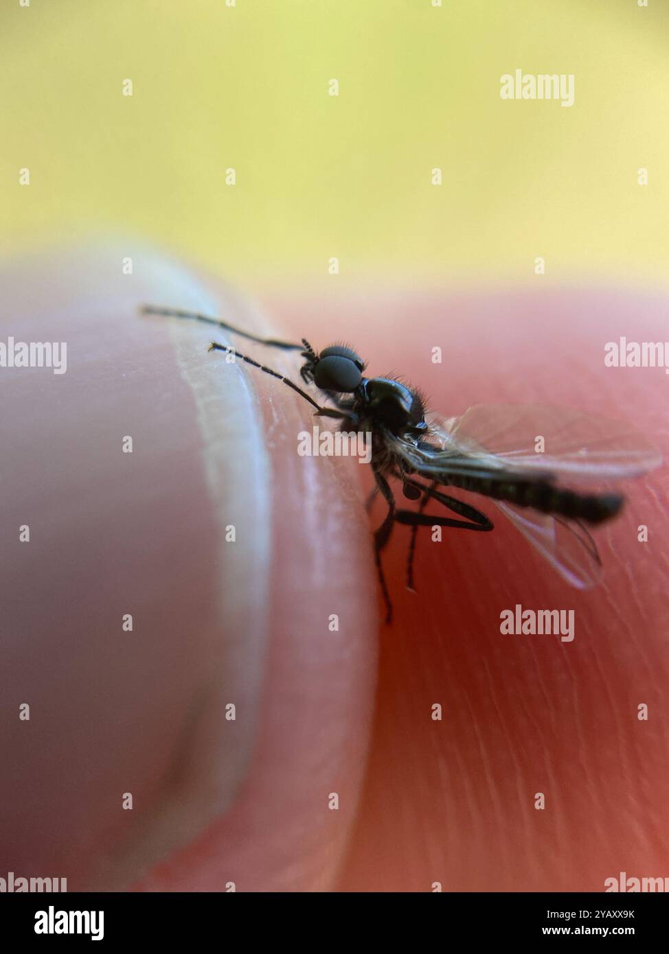 March Insect Identification March Flies (Bibionidae) Insecta Stock Photo - Alamy