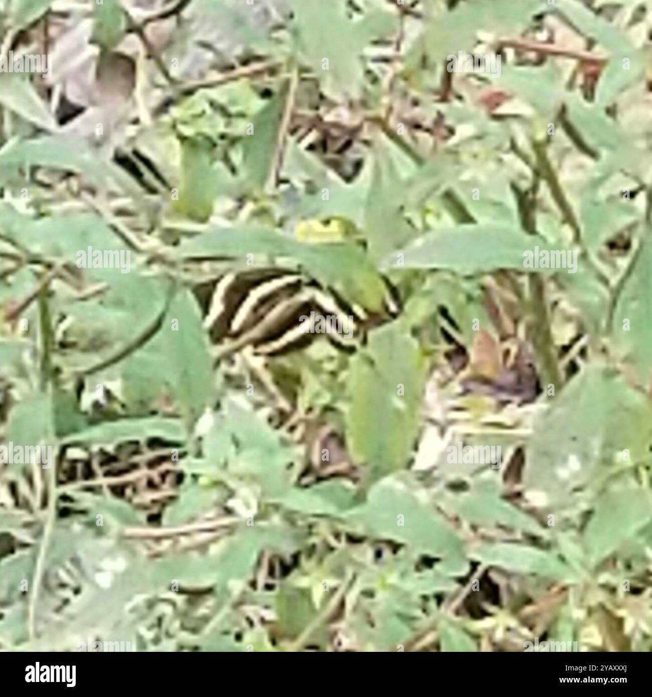 Zebra Longwing (Heliconius charithonia) Insecta Stock Photo - Alamy