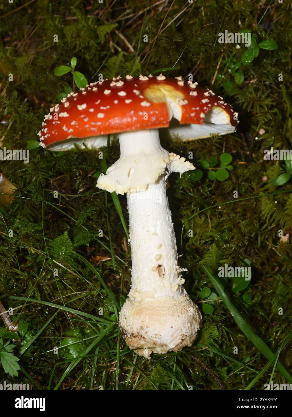 Red Fly Agaric Amanita Muscaria Mushroom Stock Photo Alamy red-fly-agaric-amanita-muscaria-mushroom-stock-photo-alamy