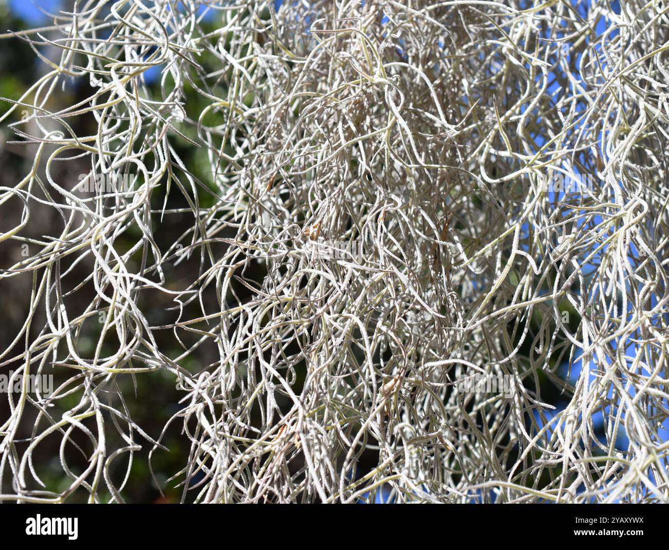Plant bromeliad tillandsia hi-res stock photography and images - Alamy
