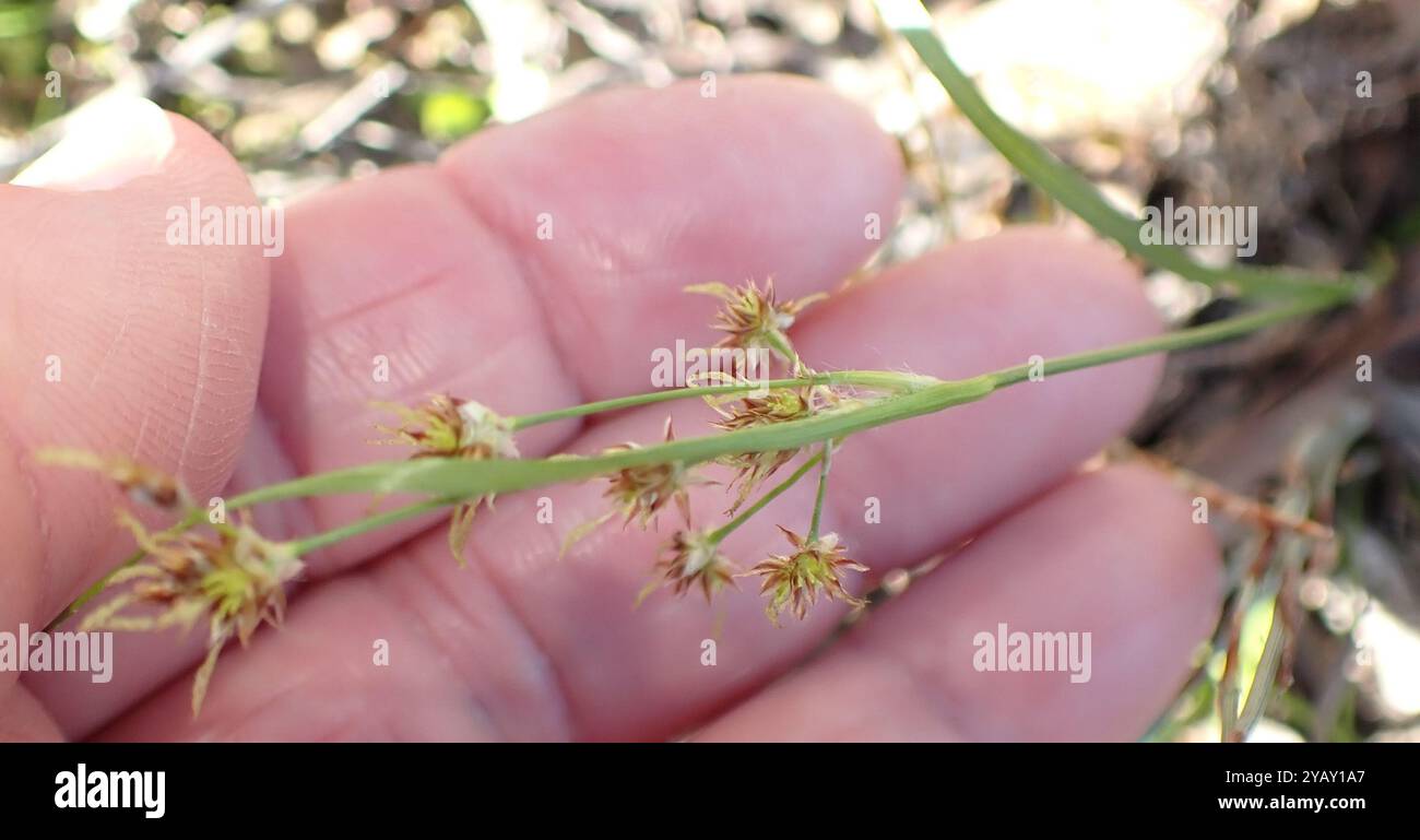 woodrushes (Luzula) Plantae Stock Photo - Alamy