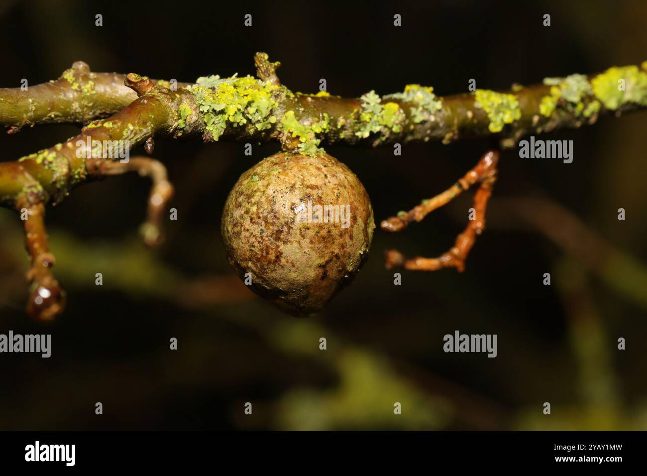 Oak Marble Gall Wasp (Andricus kollari) Insecta Stock Photo - Alamy