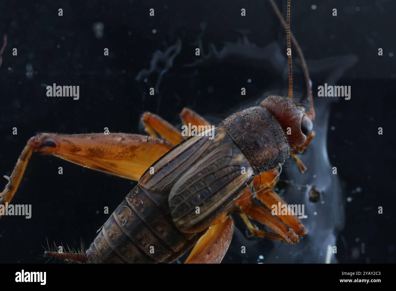 Robust Ground Crickets (Allonemobius) Insecta Stock Photo - Alamy