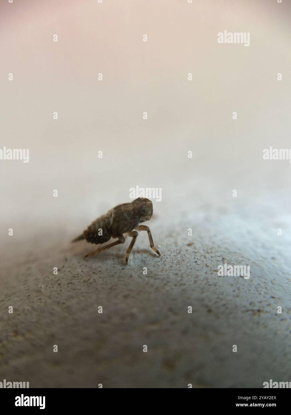 (Issus coleoptratus) Insecta Stock Photo - Alamy