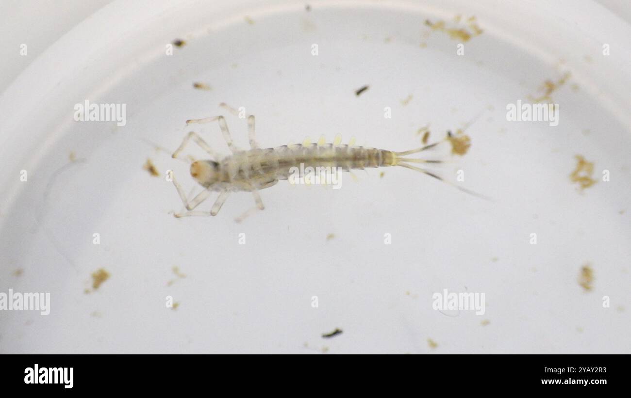 Small Mayflies (Baetidae) Insecta Stock Photo - Alamy