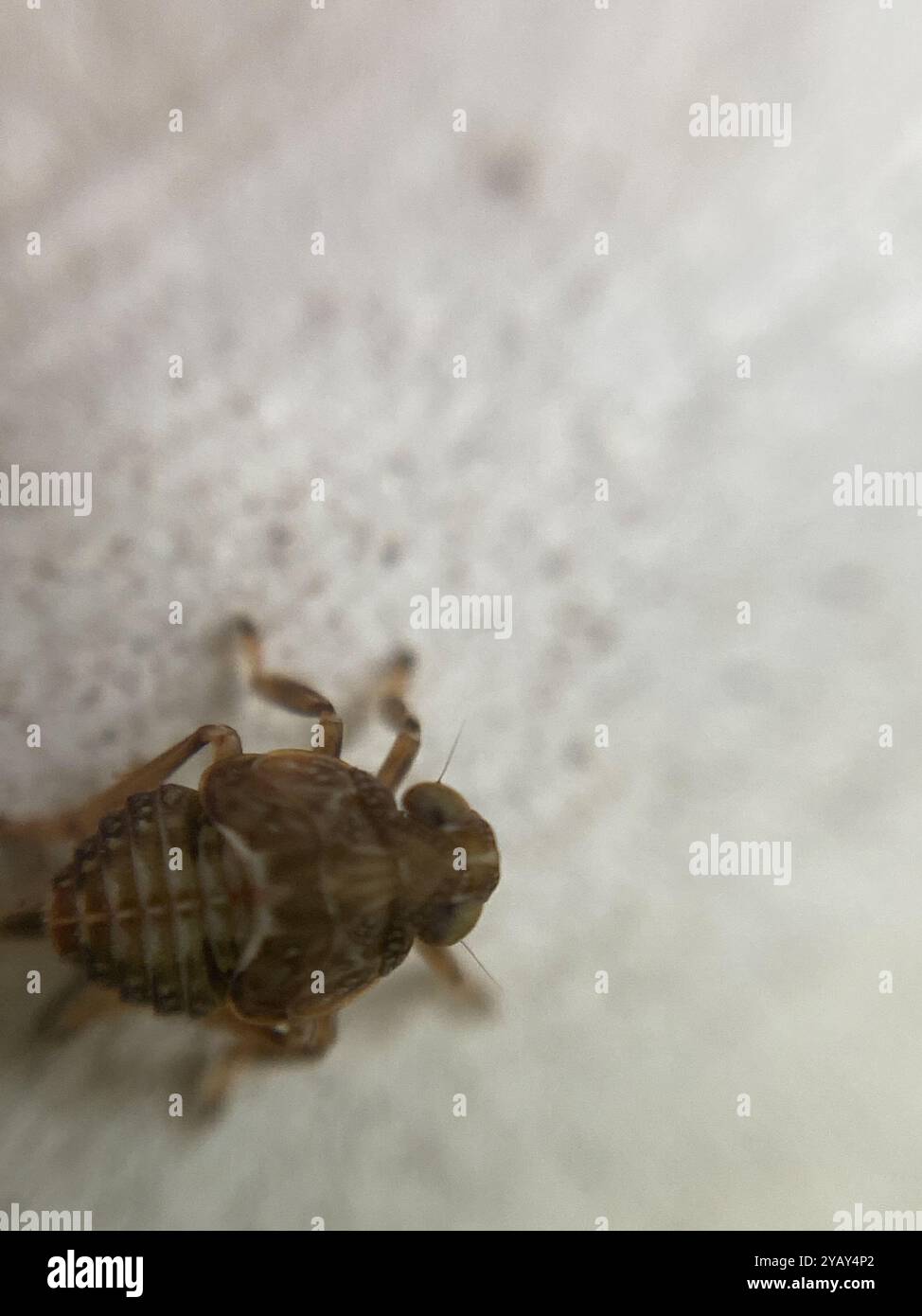 (Issus coleoptratus) Insecta Stock Photo - Alamy