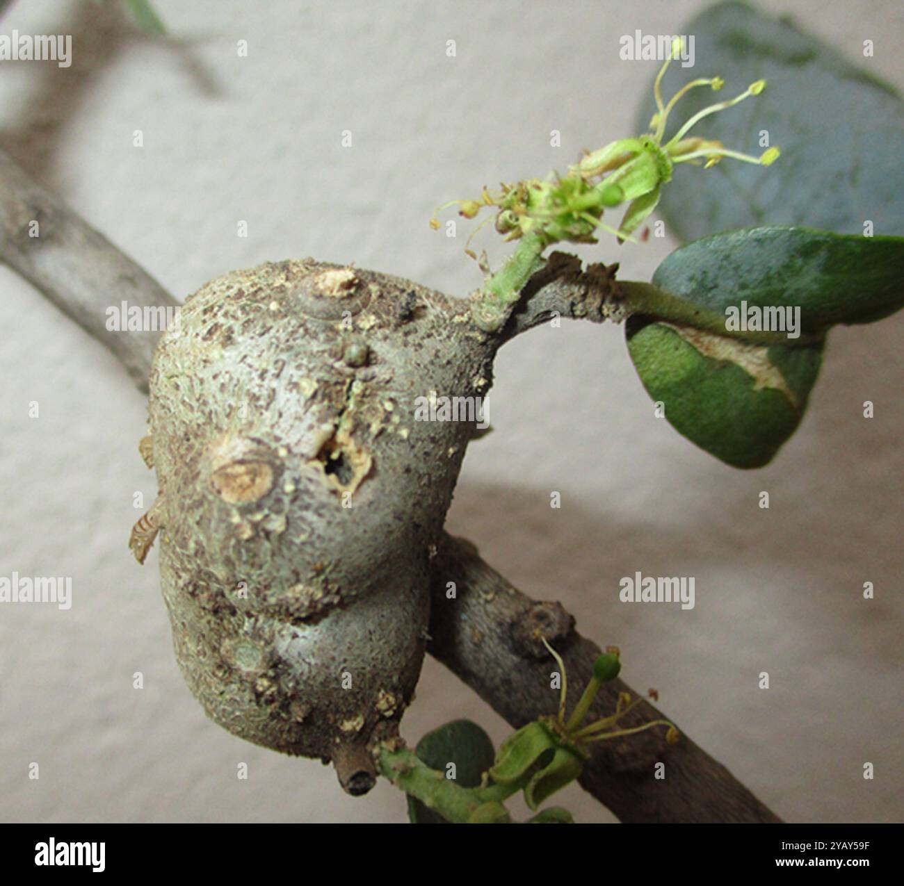 Boscia albitrunca hi-res stock photography and images - Alamy