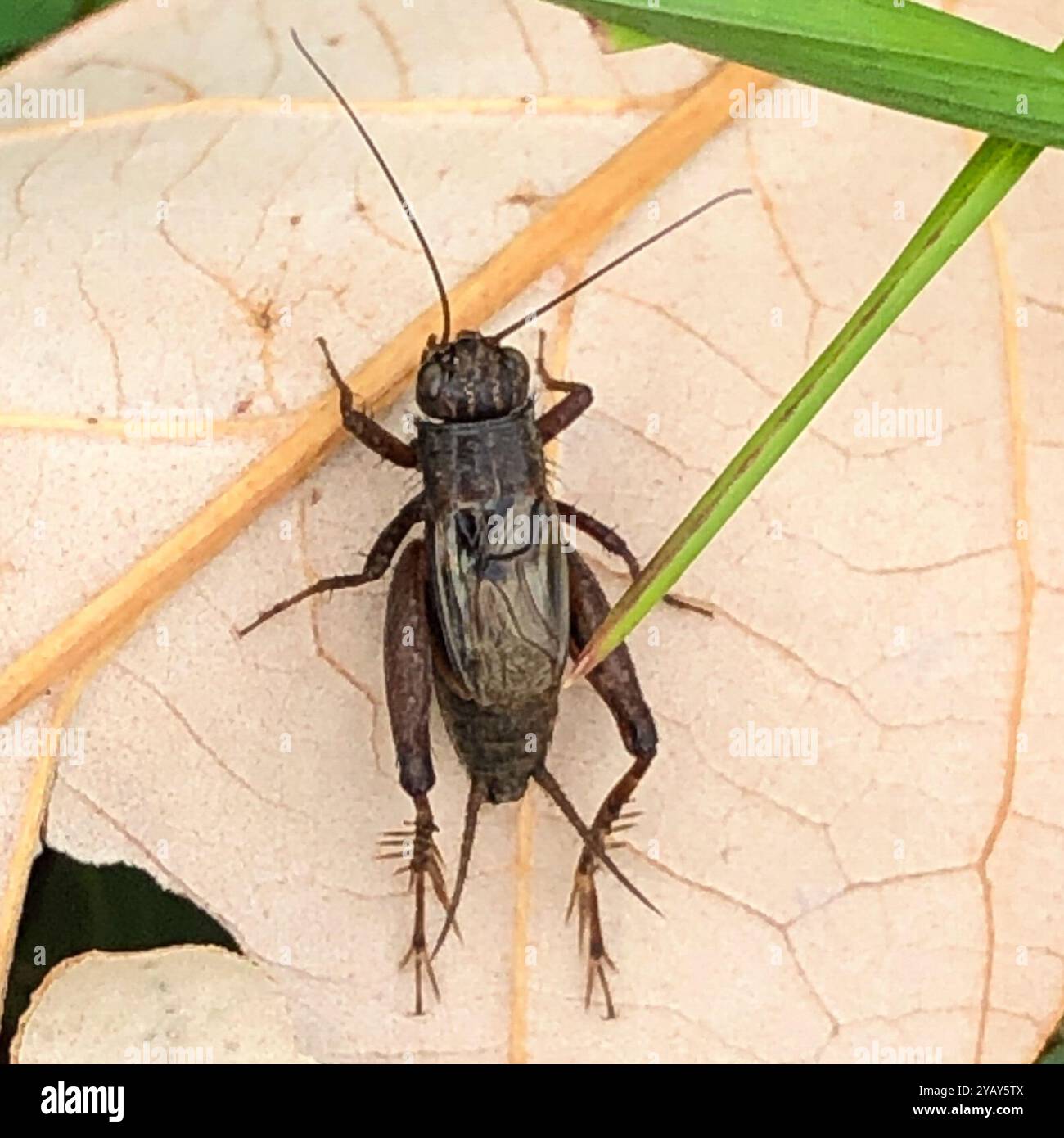 Robust Ground Crickets (Allonemobius) Insecta Stock Photo - Alamy