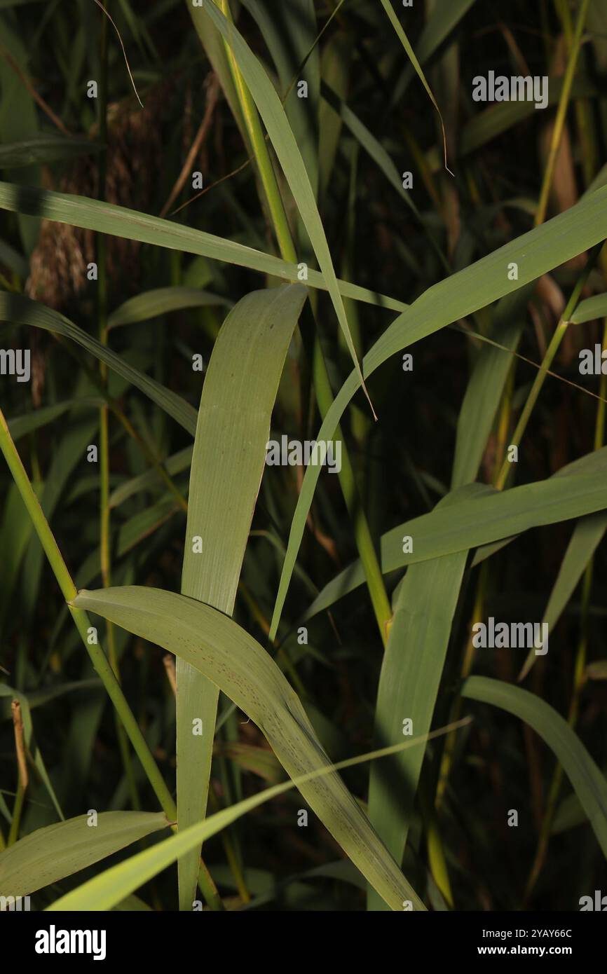 European reed (Phragmites australis australis) Plantae Stock Photo - Alamy