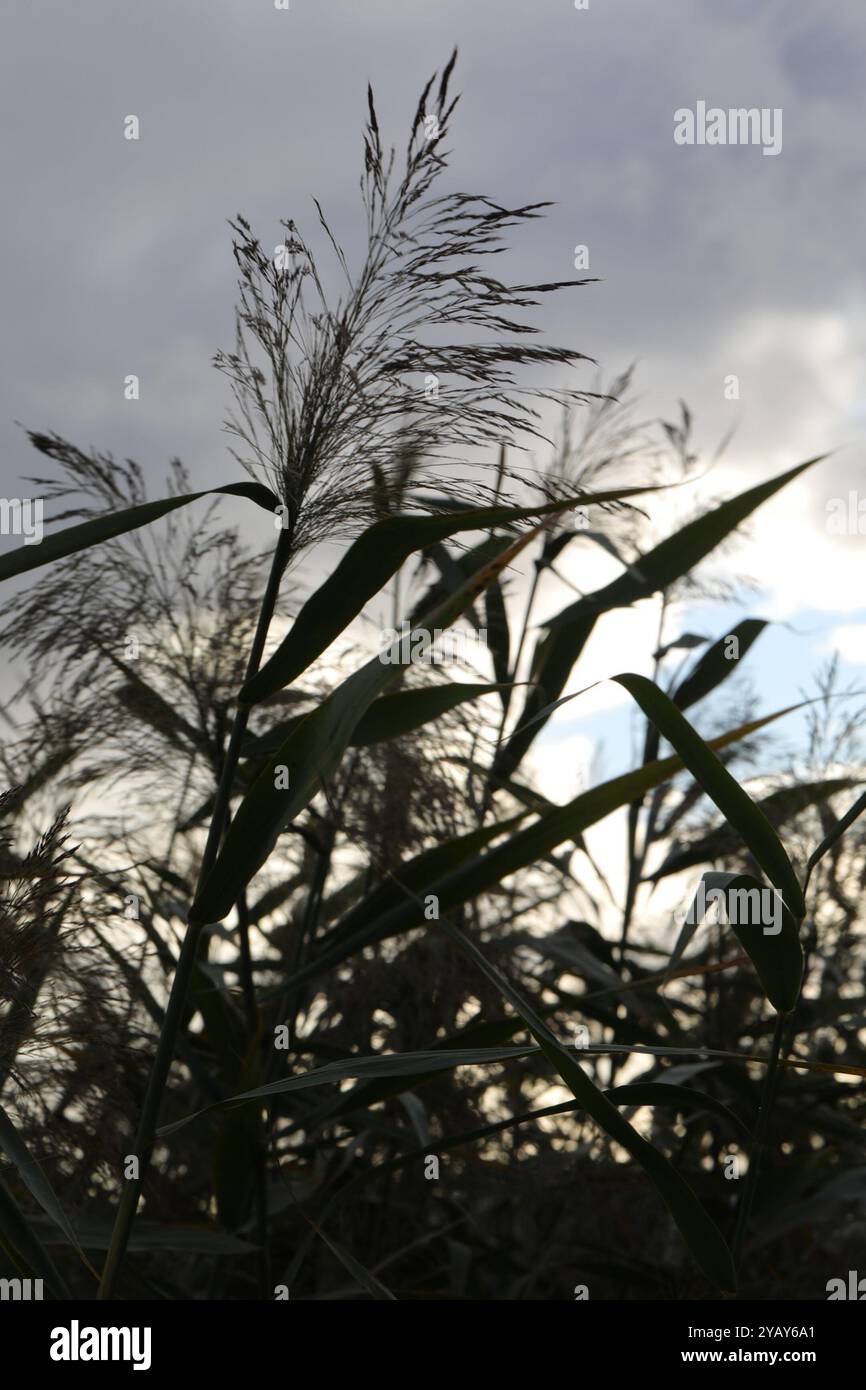 European reed (Phragmites australis australis) Plantae Stock Photo - Alamy