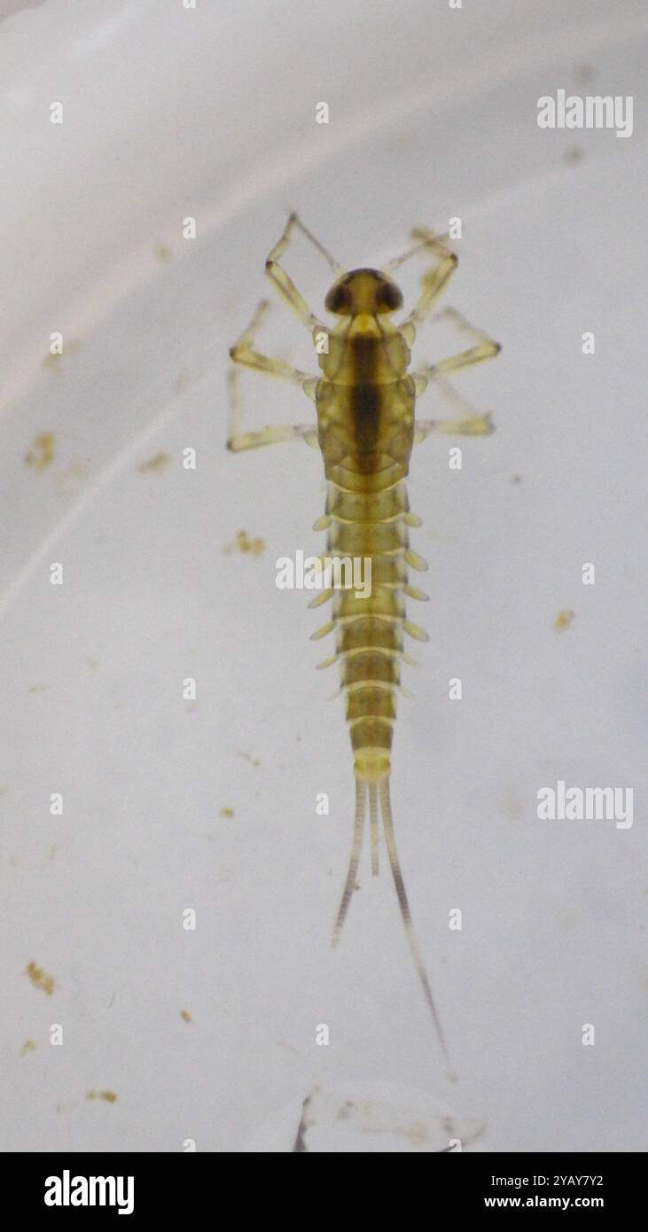 Small Mayflies (Baetidae) Insecta Stock Photo - Alamy