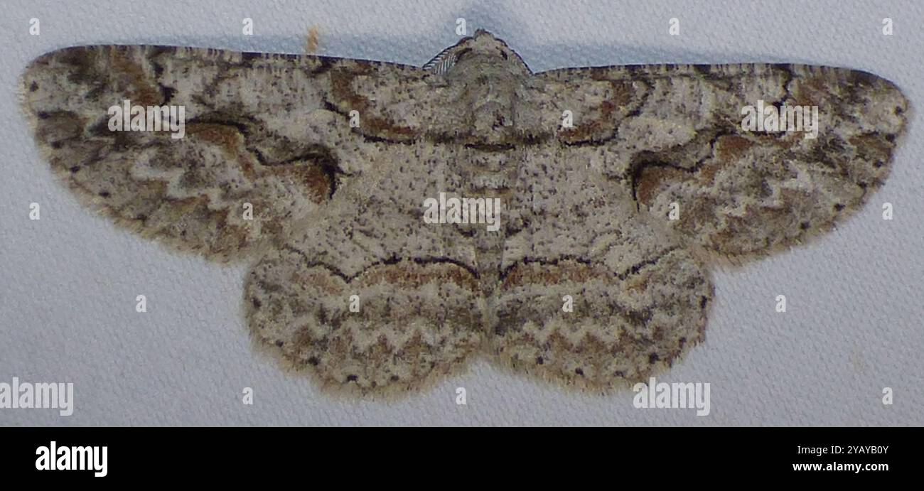 Shaded Insect Brown-shaded Gray (Iridopsis defectaria) Insecta Stock Photo - Alamy