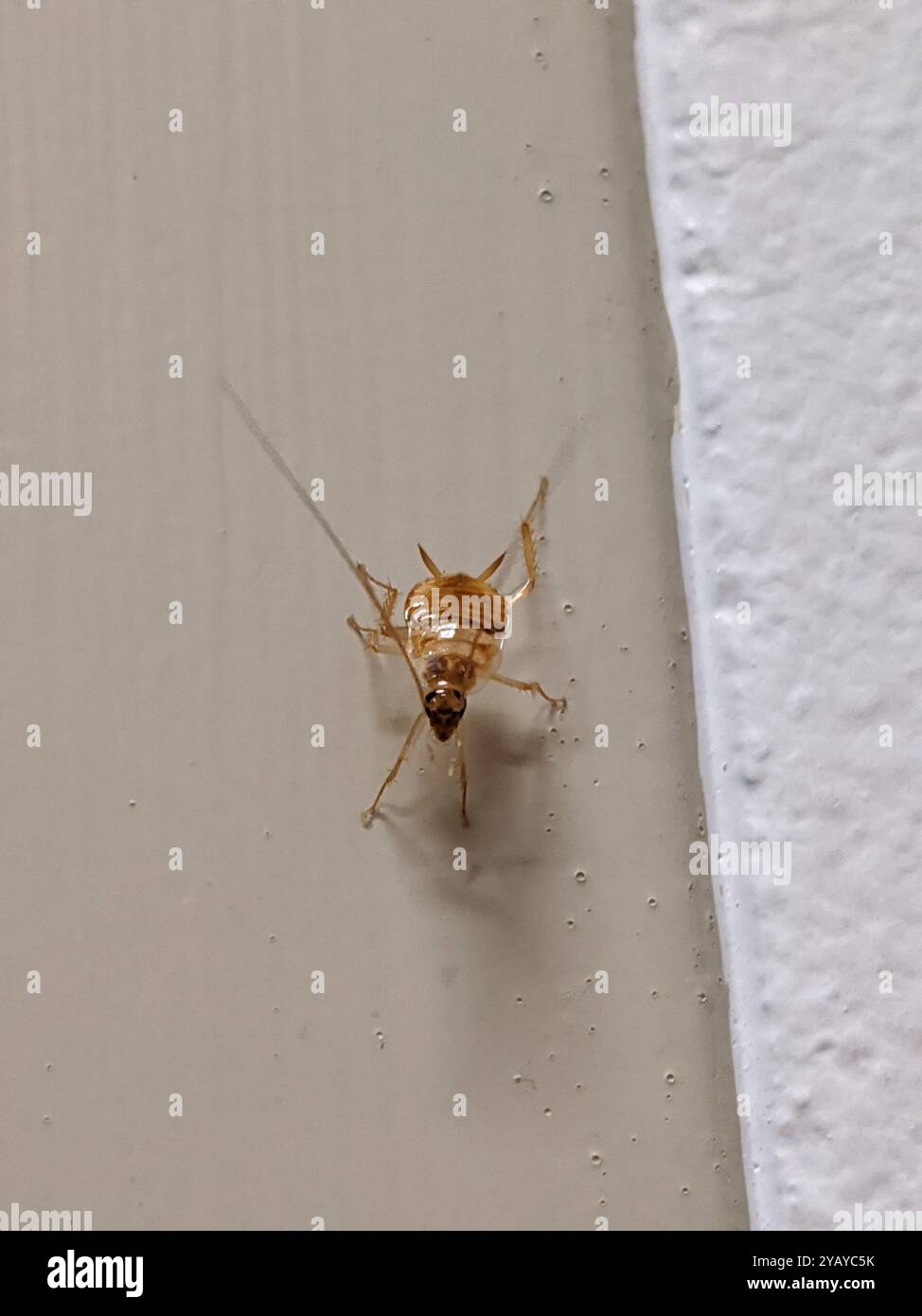 Brown banded cockroach hi-res stock photography and images - Alamy, image size:974x1390