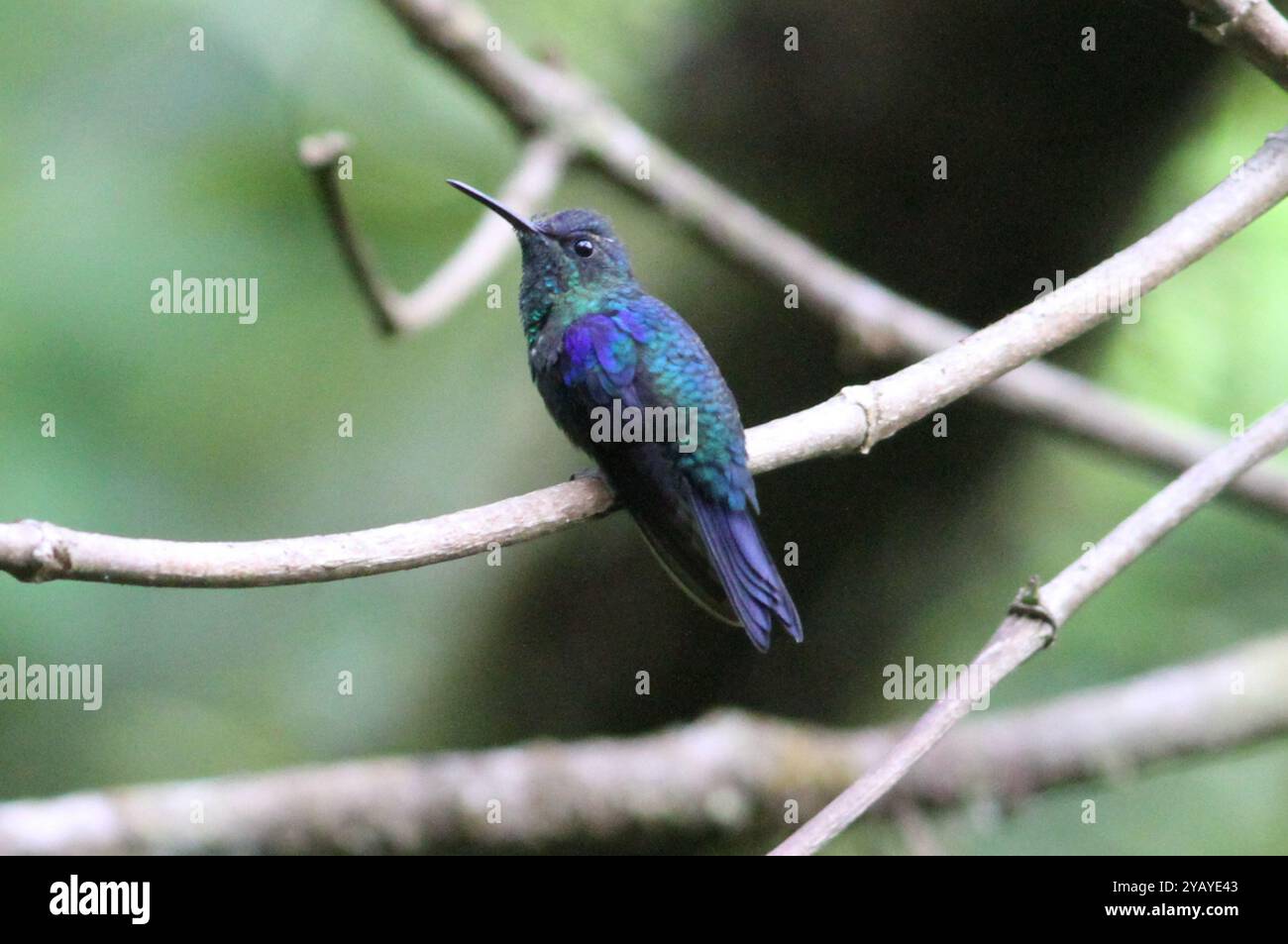 Crowned Woodnymph (Thalurania colombica) Aves Stock Photo - Alamy