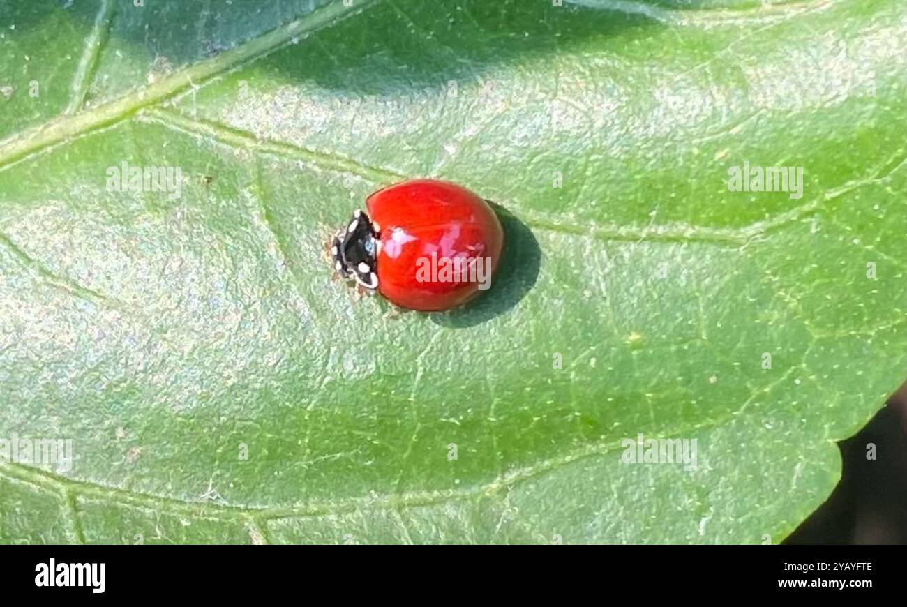 Spotless Lady Beetle (Cycloneda sanguinea) Insecta Stock Photo - Alamy