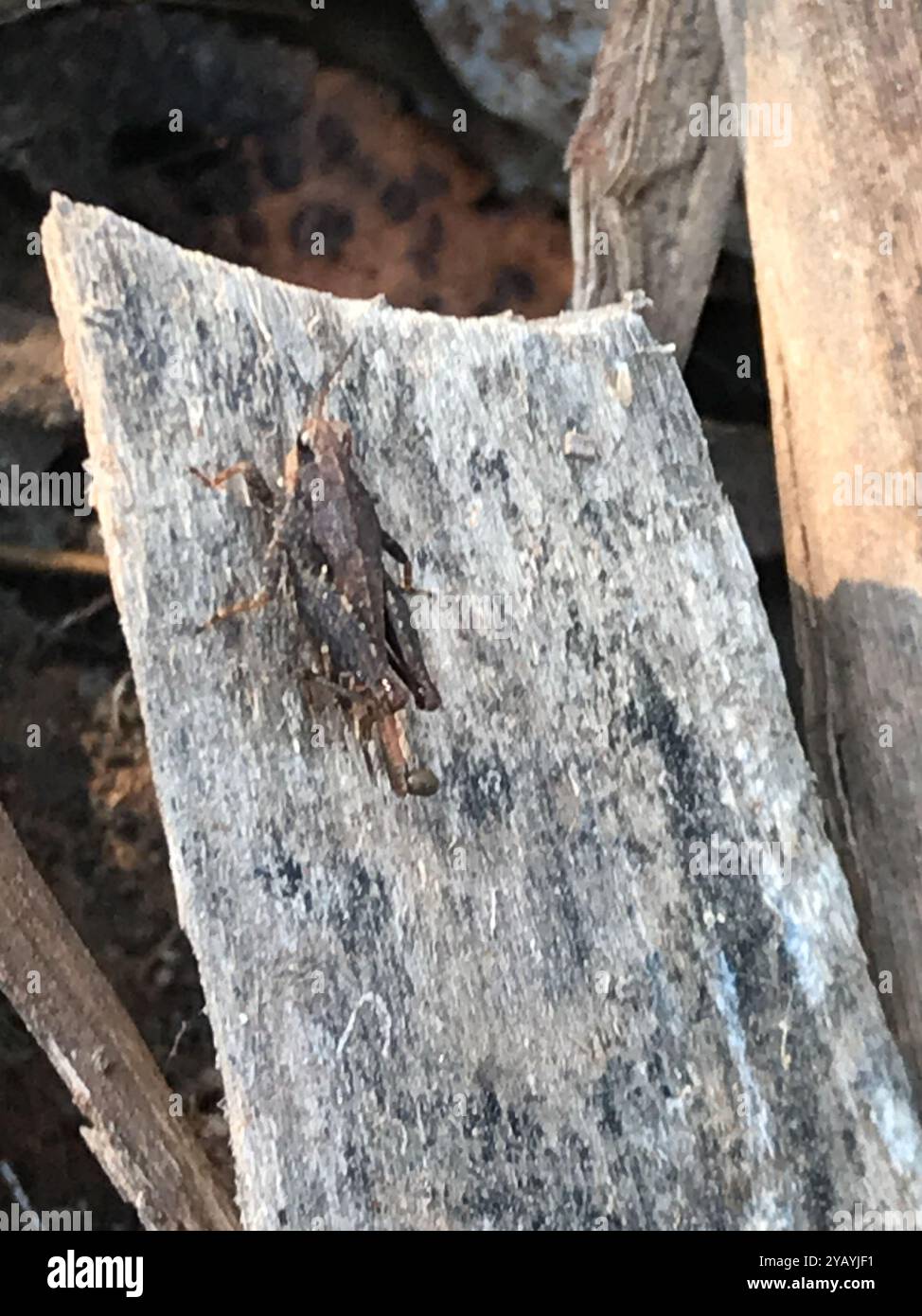 Black-sided Pygmy Grasshopper (Tettigidea lateralis) Insecta Stock ...